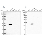 RPL8 Antibody in Western Blot (WB)