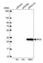 RPL8 Antibody in Western Blot (WB)