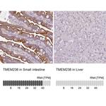 TMEM236 Antibody