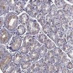 PDE6H Antibody in Immunohistochemistry (Paraffin) (IHC (P))