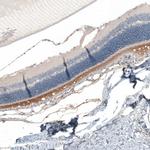 PDE6H Antibody in Immunohistochemistry (Paraffin) (IHC (P))