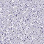 BAF53B Antibody in Immunohistochemistry (Paraffin) (IHC (P))