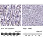 MUC13 Antibody