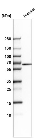 MUC13 Antibody in Western Blot (WB)