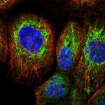 FKBP8 Antibody in Immunocytochemistry (ICC/IF)