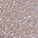SGMS1 Antibody in Immunohistochemistry (Paraffin) (IHC (P))