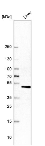 CYP2D6 Antibody in Western Blot (WB)