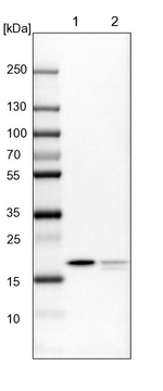 MRLC2 Antibody in Western Blot (WB)