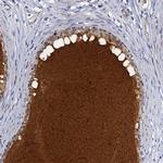 DEFB104A Polyclonal Antibody