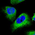 STC2 Polyclonal Antibody