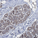 STC2 Antibody in Immunohistochemistry (Paraffin) (IHC (P))