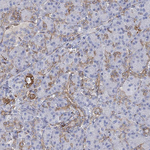 STC2 Antibody in Immunohistochemistry (Paraffin) (IHC (P))