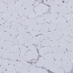 STC2 Antibody in Immunohistochemistry (Paraffin) (IHC (P))