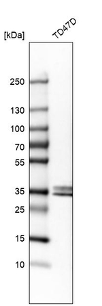 STC2 Antibody in Western Blot (WB)