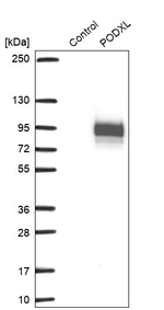 PODXL Antibody in Western Blot (WB)