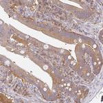 AMPD2 Antibody in Immunohistochemistry (Paraffin) (IHC (P))