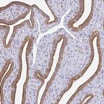 AMPD2 Antibody in Immunohistochemistry (Paraffin) (IHC (P))