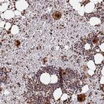 RGS18 Antibody in Immunohistochemistry (Paraffin) (IHC (P))