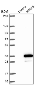 RGS18 Antibody in Western Blot (WB)