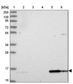 DUSP23 Antibody in Western Blot (WB)