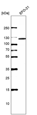XPF Antibody in Western Blot (WB)