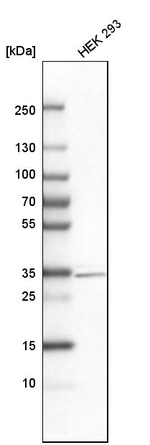 DLX1 Antibody in Western Blot (WB)