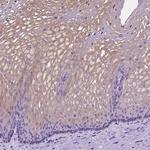 Claudin 17 Antibody in Immunohistochemistry (Paraffin) (IHC (P))