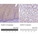 Claudin 17 Antibody
