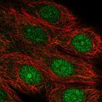 ASNA1 Polyclonal Antibody