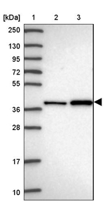 ASNA1 Antibody in Western Blot (WB)