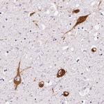 PMCH Antibody in Immunohistochemistry (Paraffin) (IHC (P))