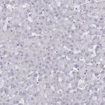 PMCH Antibody in Immunohistochemistry (Paraffin) (IHC (P))