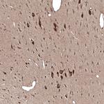 PMCH Antibody in Immunohistochemistry (Paraffin) (IHC (P))