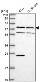 ELL Antibody in Western Blot (WB)