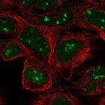 A-Raf Polyclonal Antibody