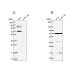 A-Raf Antibody in Western Blot (WB)