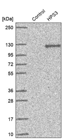 HPS3 Antibody in Western Blot (WB)