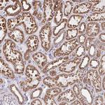 HuR Polyclonal Antibody