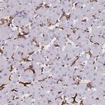 CD163 Antibody in Immunohistochemistry (Paraffin) (IHC (P))
