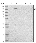 POLD1 Antibody in Western Blot (WB)