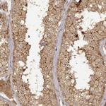 CDK5RAP2 Antibody in Immunohistochemistry (Paraffin) (IHC (P))