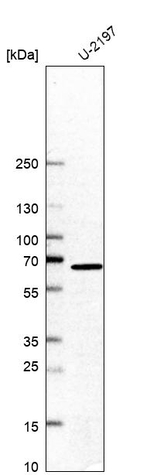 GTF2H1 Antibody in Western Blot (WB)
