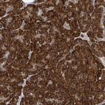 NOMO1 Polyclonal Antibody