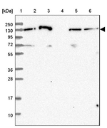 NOMO1 Antibody in Western Blot (WB)