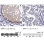 SPINT4 Antibody