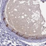 SPINT4 Antibody in Immunohistochemistry (Paraffin) (IHC (P))
