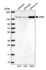 VARS Antibody in Western Blot (WB)