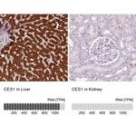 CES1 Antibody