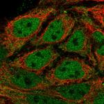 KPNA3 Polyclonal Antibody