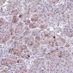 Chymotrypsin Polyclonal Antibody